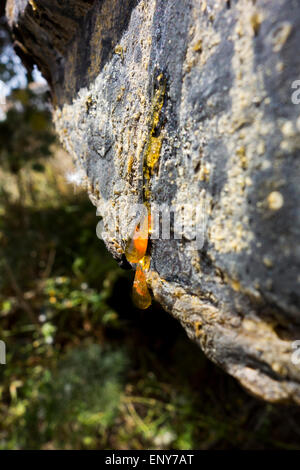 Sonnenlicht fällt auf einen Baumstamm mit Flüssigkeit pitch / Baum Gum liefen. Das Bild wurde in einem geschützten Bereich auf Malta aufgenommen. Stockfoto