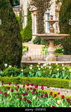 Tulpen auf der Terrasse des Bowood House in Wiltshire. Stockfoto