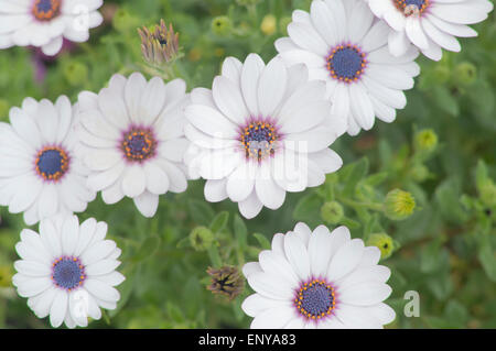 Herbers, Cape Daisy Osteospermum ecklonis Stockfoto