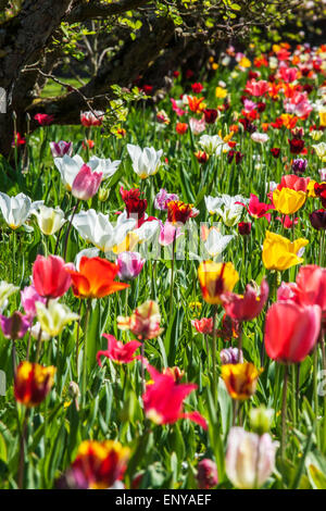 Tulpen im privaten ummauerten Garten im Bowood House in Wiltshire. Stockfoto