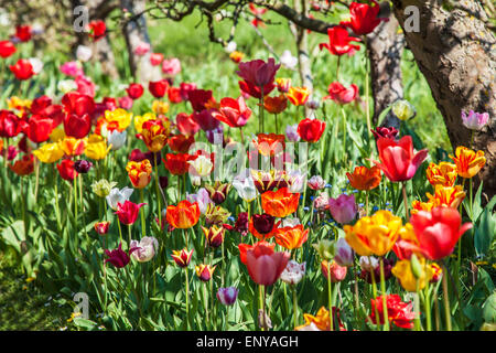 Tulpen im privaten ummauerten Garten im Bowood House in Wiltshire. Stockfoto