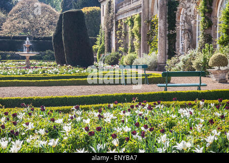 Tulpen auf der Terrasse des Bowood House in Wiltshire. Stockfoto