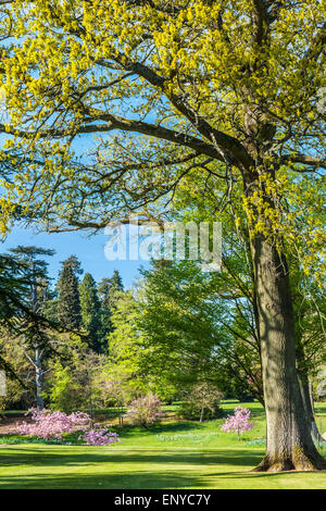 Die Parklandschaft auf dem Bowood Anwesen in Wiltshire im Frühjahr. Stockfoto