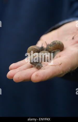 Gärtner-Hand mit Garten Schnecken Stockfoto