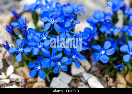 Frühlings-Enzian, Gentiana verna Stockfoto