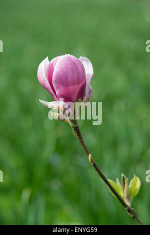 Magnolia 'Joe Mcdaniel' Blume. Hybrid von M. X soulangeana 'Rustica Rubra' x M. x veitchii Stockfoto