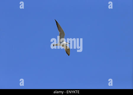 Möwe-billed Tern (Gelochelidon Nilotica) Stockfoto