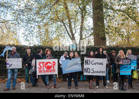 Hunderte von Demonstranten versammeln sich gegenüber der japanischen Botschaft in London zum protest gegen die Tötung von den Säugetieren während der Delphin-Laufwerke, die jedes Jahr von September bis März in Taiji, Higashimuro District, Präfektur Wakayama, Japan statt.  Mitwirkende: Wo sehen: London, Vereinigtes Königreich bei: Kredit-7. November 2014: Peter Maclaine/WENN.com Stockfoto