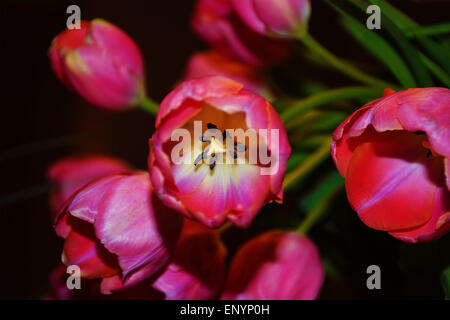 Rosa Tulpen Festlegung auf einen Tisch Stockfoto