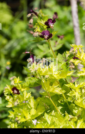 Goldenes Laub und altrosa Blumen des späten Frühlings Blüte Geranium Phaeum "Sericourt" Stockfoto