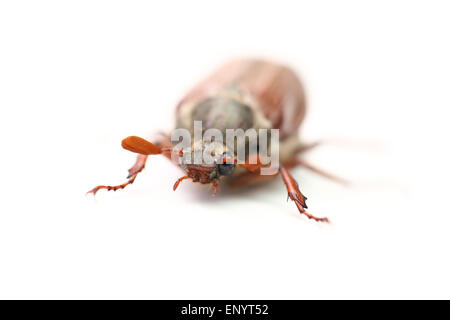 Auf einem Foto Chafer isoliert auf weiss Stockfoto