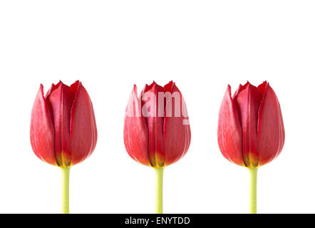Drei rote Tulpen auf weißem Hintergrund Stockfoto