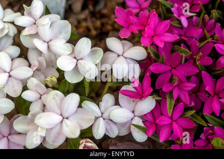 Rhodohypoxis Baurii Tetra rot und Rhodohypoxis Baurii Confecta Dawn Stockfoto