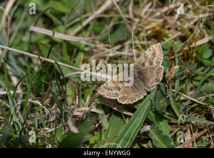 Schmuddeligen Skipper (Erynnis Tages). Erwachsenen in der Sonne aalen. Stockfoto