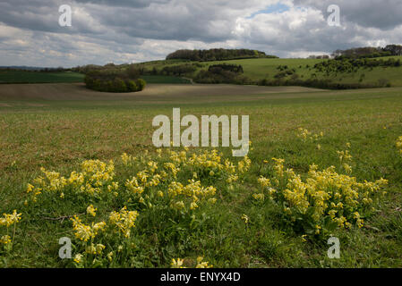 Eine Ernte der Sommergerste an einem schönen frühen Frühlingstag mit mit blühenden Schlüsselblumen in den Vordergrund und Dowland hinter, Berkshire Stockfoto