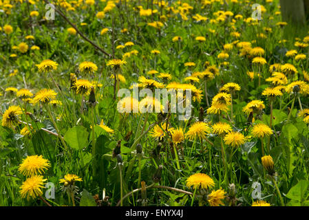 Gelb blühenden Löwenzahn, Taraxacum Officinale, Inb Frühling, Berksahire, April Stockfoto