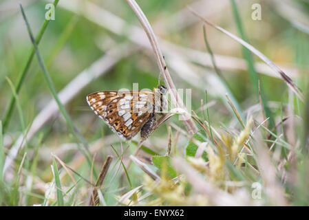 Herzog von Burgund (Hamearis Lucina). Unterseite des Erwachsenen. Stockfoto