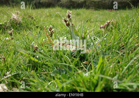 Feld Woodrush oder Karfreitag Rasen, Luzula Campestris, Blüte kurz Grünland, Berkshire, April Stockfoto