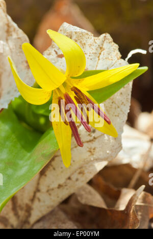 Nahaufnahme einer Forelle Lilie, Erythronium Americanum, wuchs durch die Laubstreu in der wenig Cataraqui Conservation Area Stockfoto