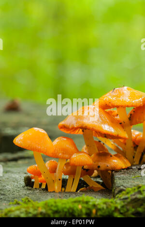 Orange Mycena, Mycena Leaiana, wachsen auf einem Baumstumpf in der wenig Cataraqui Conservation Area, Ontario Stockfoto