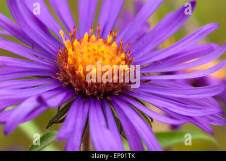 Lindley Aster Blüte, Symphyotrichum Ciliolatum, wächst auf einer Wiese in der wenig Cataraqui Conservation Area, Ontario Stockfoto