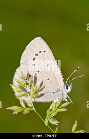 Höhenplan des einen silbrig blauen Schmetterling, Glaucopsyche Lygdamus, thront auf dem Rasen Samen-Kopf. Stockfoto