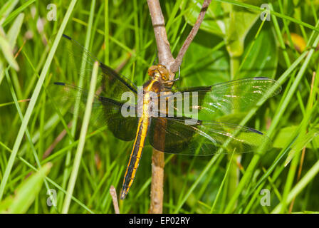 Weibliche Witwe Abstreicheisen Libelle, Libellula Luctuosa, klammerte sich an ein Bäumchen wachsen in der wenig Cataraqui Conservation Area. Stockfoto