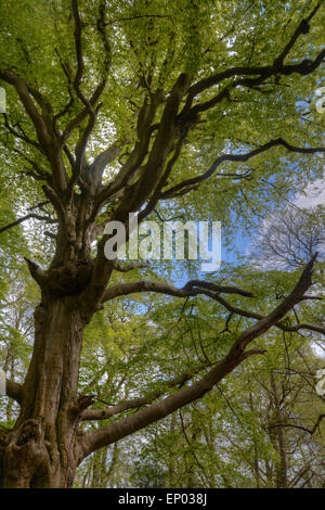 Buche: Fagus Sylvatica. Neue Blätter im Frühjahr. Stockfoto