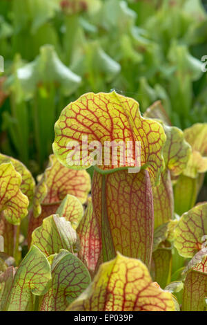 Fleischfressende Kannenpflanze: Sarracenia X Swaniana (x mitchelliana) Stockfoto