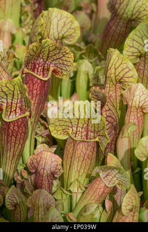 Fleischfressende Kannenpflanze: Sarracenia X Swaniana (x mitchelliana) Stockfoto