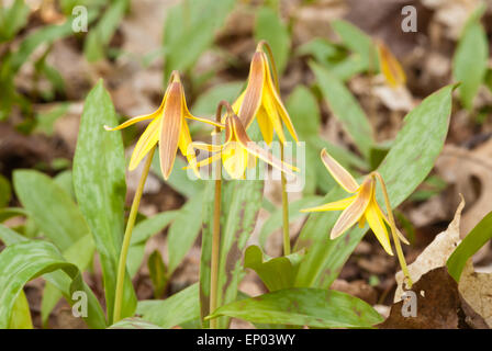 Forellen - Lily, Erythronium americanum, Cluster in der Papageien Bay Conservation Area, Ontario, Kanada wachsenden Stockfoto