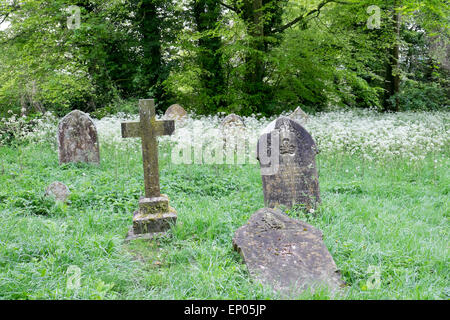 Alte Grabsteine in einem verwilderten Friedhof Stockfoto