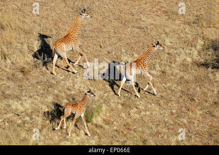 Luftaufnahme der laufenden Giraffen (Giraffa Plancius), Südafrika Stockfoto