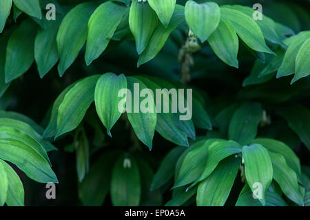 Solomons Seal Polygonatum odoratum, grüne Feder Stockfoto