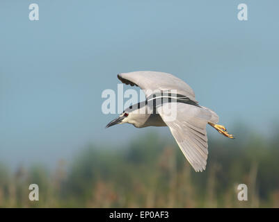 schönes Exemplar in seiner natürlichen Umgebung fotografiert Nachtreiher Stockfoto