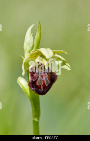 Frühen Spider Orchid (Ophrys Sphegodes).  Howell Hill Nature Reserve, Ewell, Surrey, England. Stockfoto
