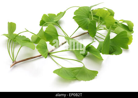 Ginkgo Biloba Blätter isolierten auf weißen Hintergrund Stockfoto