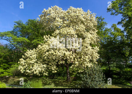 Manna Asche Fraxinus ornus Baum blüht in voller Blüte Fraxinus Baum blüht Frühling Mai blüht Baum blüht südeuropäisch blühende Aschenblüten Stockfoto