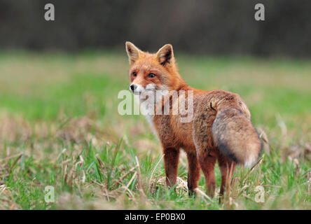 Rotfuchs Stockfoto
