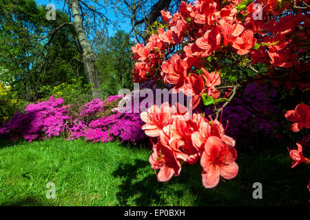 Orange Azalea, blühende Rhododendren Frühling Garten Grenze Blumen Frühling Garten Landschaft Stockfoto
