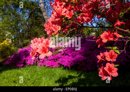Rhododendren und blühende Azaleen, blühende Sträucher im Frühling Grenze Gartenblumen Stockfoto