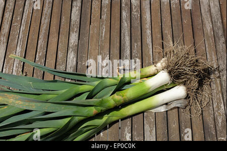 Frische Bio Lauch, abgebildet auf einem Holztisch Garten Stockfoto