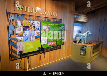 Tierwelt zeigt im Jackson Hole Visitor Center, Jackson Hole, Wyoming, USA Stockfoto