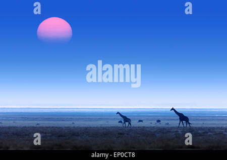 Giraffen (Giraffa Plancius) zu Fuß über die flache weite Ebenen mit Sonnenuntergang. Der Etosha Nationalpark (Namibia) Stockfoto