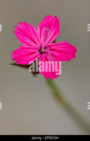 wild Violet Nelke Epilobium Parviflorum Hirstum sylvestris Stockfoto