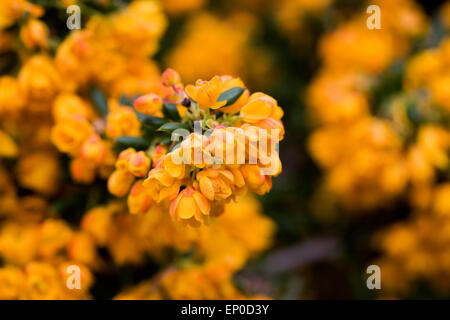 Berberis X stenophylla 'Corallina Compacta'. Goldblumen Berberitze. Stockfoto