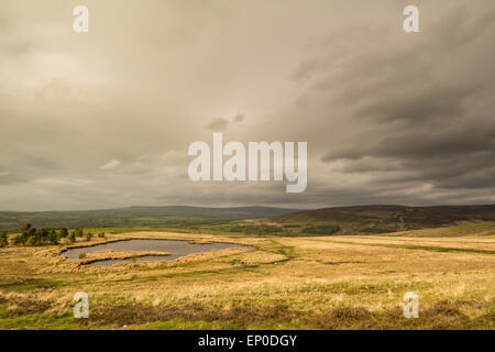 Lancashire, UK. 12. Mai 2015. Wetter: Wind über den Hügel und Fjälls in den Wald von Bowland ein Gebiet von außergewöhnlicher natürlicher Schönheit im Herzen von Lancashire. Wie am Abend näher die Sonne rückt herauskommt, die wunderschönen Farben der Ginster-Büsche auf dem Weg nach unten von fiel oben zeigen. Bildnachweis: Gary Telford/Alamy Live News Stockfoto