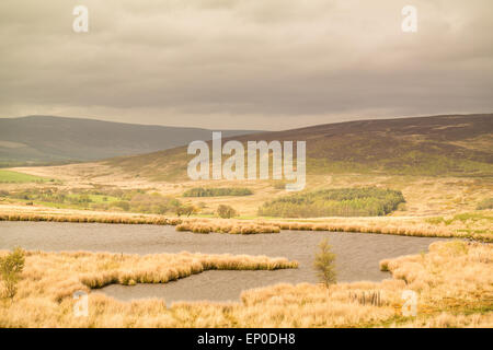 Lancashire, UK. 12. Mai 2015. Wetter: Wind über den Hügel und Fjälls in den Wald von Bowland ein Gebiet von außergewöhnlicher natürlicher Schönheit im Herzen von Lancashire. Wie am Abend näher die Sonne rückt herauskommt, die wunderschönen Farben der Ginster-Büsche auf dem Weg nach unten von fiel oben zeigen. Bildnachweis: Gary Telford/Alamy Live News Stockfoto