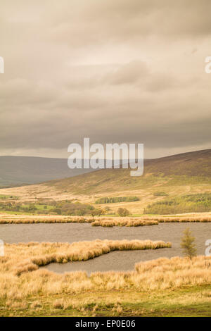 Lancashire, UK. 12. Mai 2015. Wetter: Wind über den Hügel und Fjälls in den Wald von Bowland ein Gebiet von außergewöhnlicher natürlicher Schönheit im Herzen von Lancashire. Wie am Abend näher die Sonne rückt herauskommt, die wunderschönen Farben der Ginster-Büsche auf dem Weg nach unten von fiel oben zeigen. Bildnachweis: Gary Telford/Alamy Live News Stockfoto