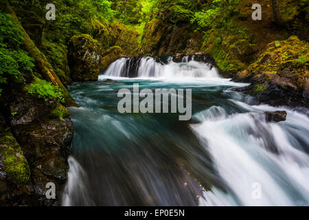 Kaskaden auf dem kleinen weißen Salmon River unterhalb Geist Fälle in der Columbia River Gorge, Washington. Stockfoto